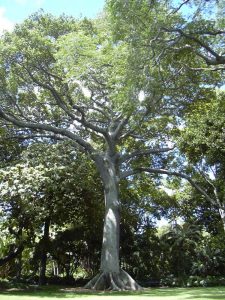 Read more about the article पांढरी सावर (Kapok tree)