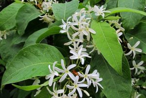 Read more about the article पांढरा कुडा  (Connessi bark tree)
