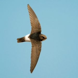 Read more about the article पाकोळी (Swift)