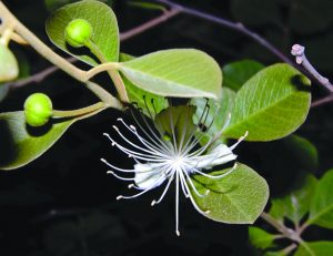 Read more about the article पाचुंदा (Caper)