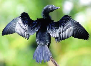 पाणकावळा (Cormorant)