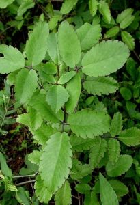 Read more about the article पानफुटी (Life plant)