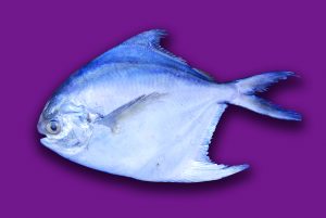 Read more about the article पापलेट (Pomfret)