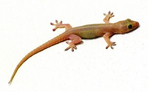 Read more about the article पाल (House lizard)