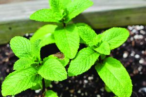 पुदिना (Corn mint)