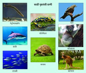 Read more about the article पृष्ठवंशी (Vertebrates)