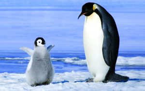 Read more about the article पेंग्विन (Penguin)