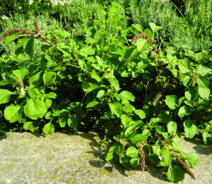 Read more about the article पोकळा (Amaranth)