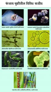 Read more about the article फंजाय सृष्टी (Fungi kingdom)