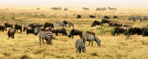 Read more about the article पारिस्थितिकी (Ecology)