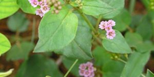 Read more about the article पुनर्नवा (Spreading hogweed)