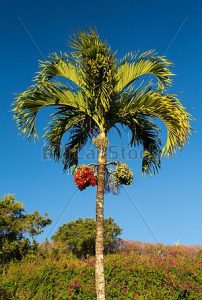 Read more about the article पोफळी (Areca nut tree)