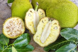 फणस (Jackfruit tree)