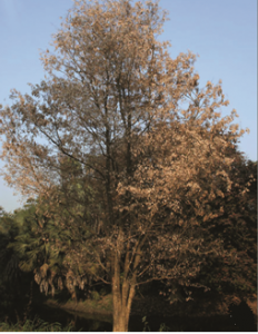 फान्सी (Takoli)