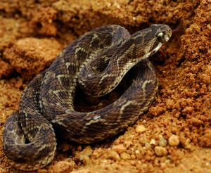 फुरसे (Saw scaled viper)