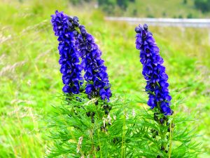 बचनाग (Aconite)