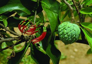 Read more about the article बांडगूळ (Mistletoe)