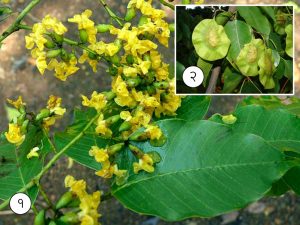 Read more about the article बिबळा (Indian kino tree)
