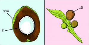 Read more about the article बीज (Seed)