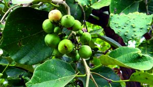 Read more about the article बुरगुंड (Large sebesten)