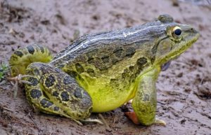 Read more about the article बेडूक (Frog)