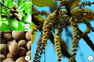 Read more about the article बेहडा (Behada)