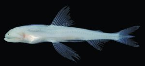 Read more about the article बोंबील (Bombay duck)
