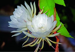 Read more about the article ब्रह्मकमळ (Night queen)