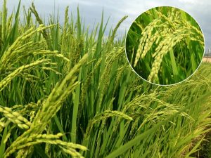Read more about the article भात (Rice)