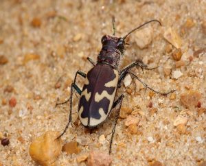Read more about the article भुंगेरा (Beetle)