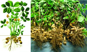 Read more about the article भुईमूग (Peanut)