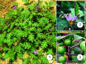 Read more about the article भुईरिंगणी (Yellow berried nightshade)