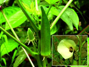 Read more about the article भेंडी (Lady finger)