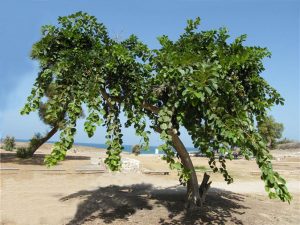 Read more about the article भोकर (Assyrian plum)