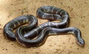 Read more about the article मण्यार (Common krait)