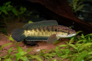 Read more about the article मरळ (Snake headed fish)