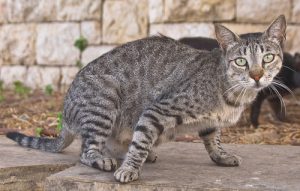 Read more about the article मांजर (Cat)