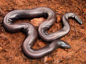 Read more about the article मांडूळ (Sand boa)