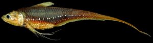Read more about the article मांदेली (Golden anchovy)