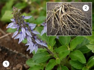 Read more about the article माइनमूळ (Indian coleus)