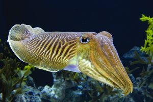 Read more about the article माखली (Cuttlefish)