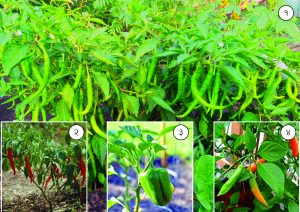 Read more about the article मिरची (Chilli)