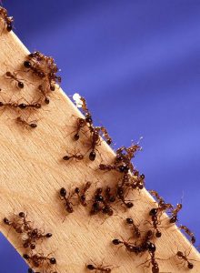Read more about the article मुंगी (Ant)