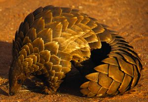 Read more about the article मुंगीखाऊ (Ant–eater)