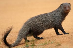 मुंगूस (Mongoose)