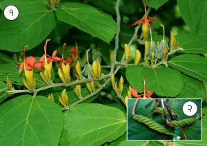 Read more about the article मुरडशेंग (Indian screw tree)