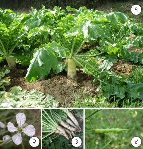 Read more about the article मुळा (Radish)