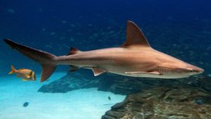 Read more about the article मुशी (Dogfish)