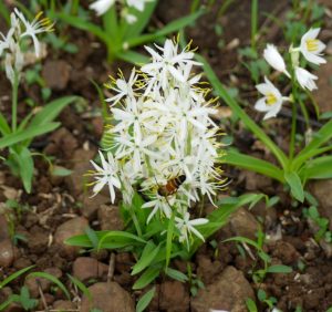 Read more about the article मुसळी, सफेद (Indian spider plant)