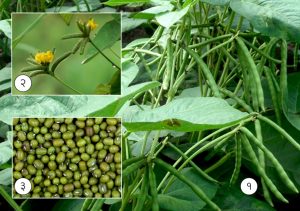 मूग (Moong bean)